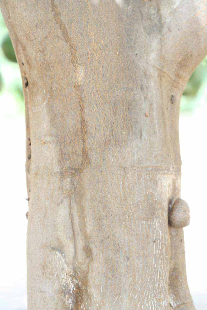              Bark (Iyomikan, Riverside, CA)   